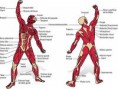 /album/fotogaleria/musculos-jpg/